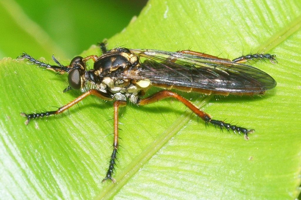 Saropogon fugiens