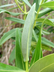 Veronica dieffenbachii