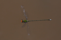 Pseudagrion dispar