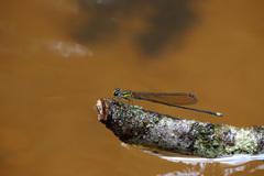 Pseudagrion alcicorne