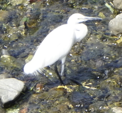 Egretta garzetta