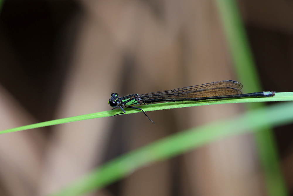 Hook-tailed sprite