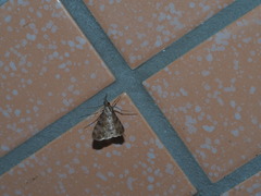 Dysallacta negatalis