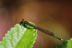 Pseudagrion dispar