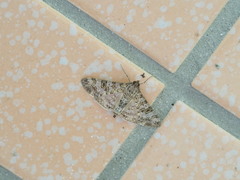 Dysallacta negatalis