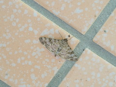 Dysallacta negatalis