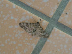 Dysallacta negatalis