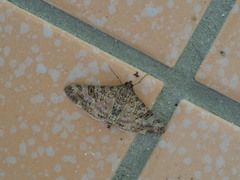 Dysallacta negatalis