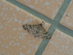 Dysallacta negatalis