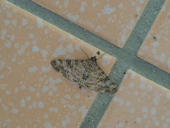 Dysallacta negatalis