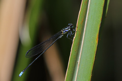 Pseudagrion renaudi