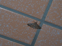 Dysallacta negatalis