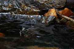 Pseudagrion ampolomitae