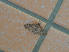 Dysallacta negatalis