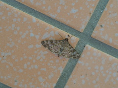 Dysallacta negatalis