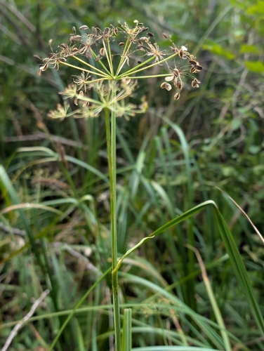 Western Cowbane (Oxypolis occidentalis)