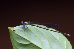 Pseudagrion alcicorne