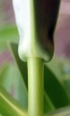 Veronica dieffenbachii