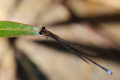 Pseudagrion divaricatum