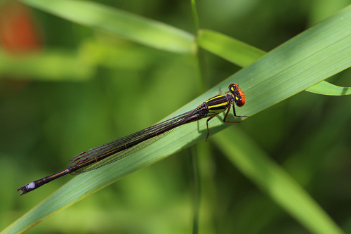 Ruddy-legged sprite