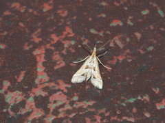 Diasemia