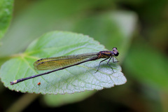 Pseudagrion alcicorne