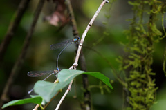 Pseudagrion ampolomitae