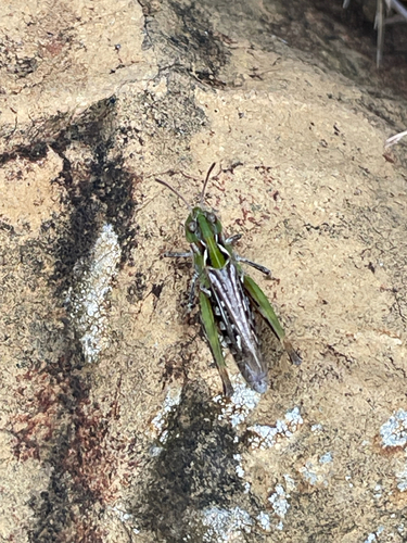 Mottled Grasshopper