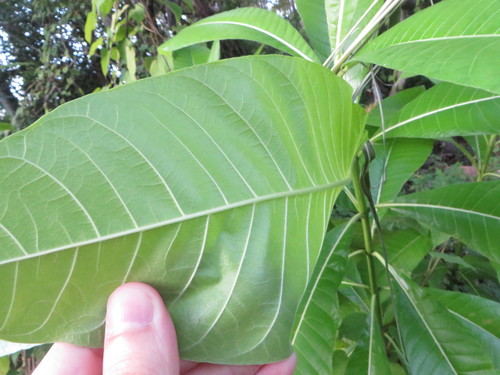 Image of Alstonia macrophylla by (c) Ben Machado, some rights reserved (CC BY)