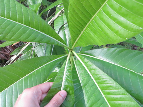 Alstonia macrophylla