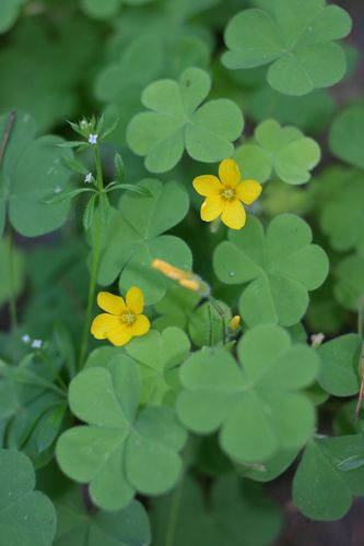 Image of Oxalis suksdorfii by (c) Ed Alverson, some rights reserved (CC BY)