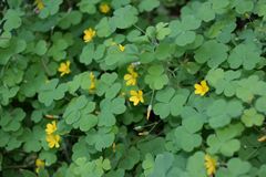 Oxalis suksdorfii