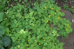 Oxalis suksdorfii