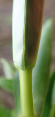 Veronica dieffenbachii