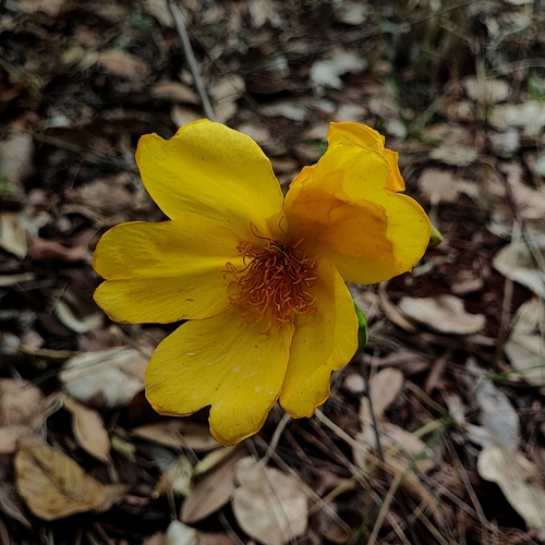 Yellow Cotton Tree (portuguese: Algodao Do Cerrado (Cochlospermum regium)