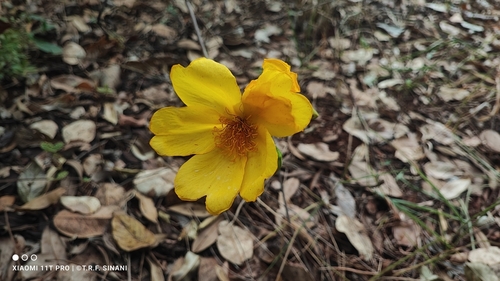 Cochlospermum regium, photograph 4