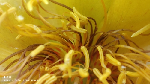 Cochlospermum regium, photograph 5