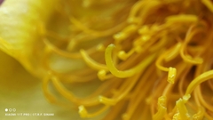 Cochlospermum regium, photograph (c) Thomaz Ricardo Favreto Sinani, some rights reserved (CC BY)