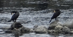 Phalacrocorax