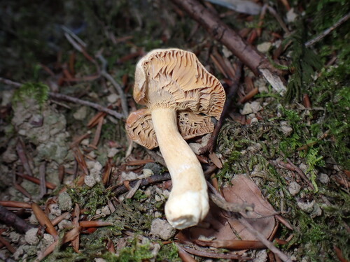 Russula puellaris — (c) W Rao, some rights reserved (CC BY)