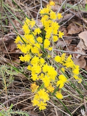 Nerve Wattle (Acacia nervosa)
