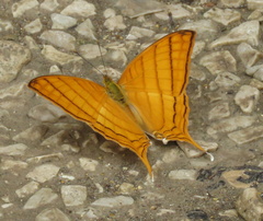 Marpesia harmonia
