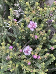 Melaleuca pulchella