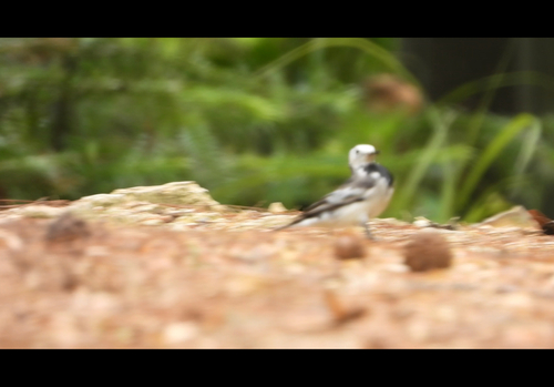 White Wagtail