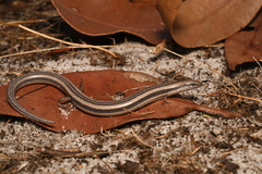 Perth Slider photo 2