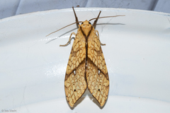 Lophocampa annulosa