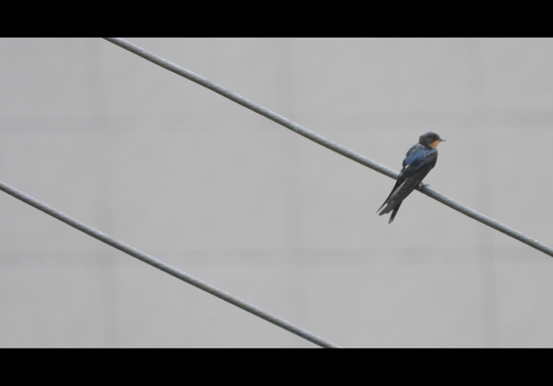 Barn Swallow