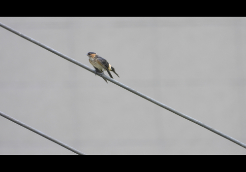 Eastern Red-rumped Swallow