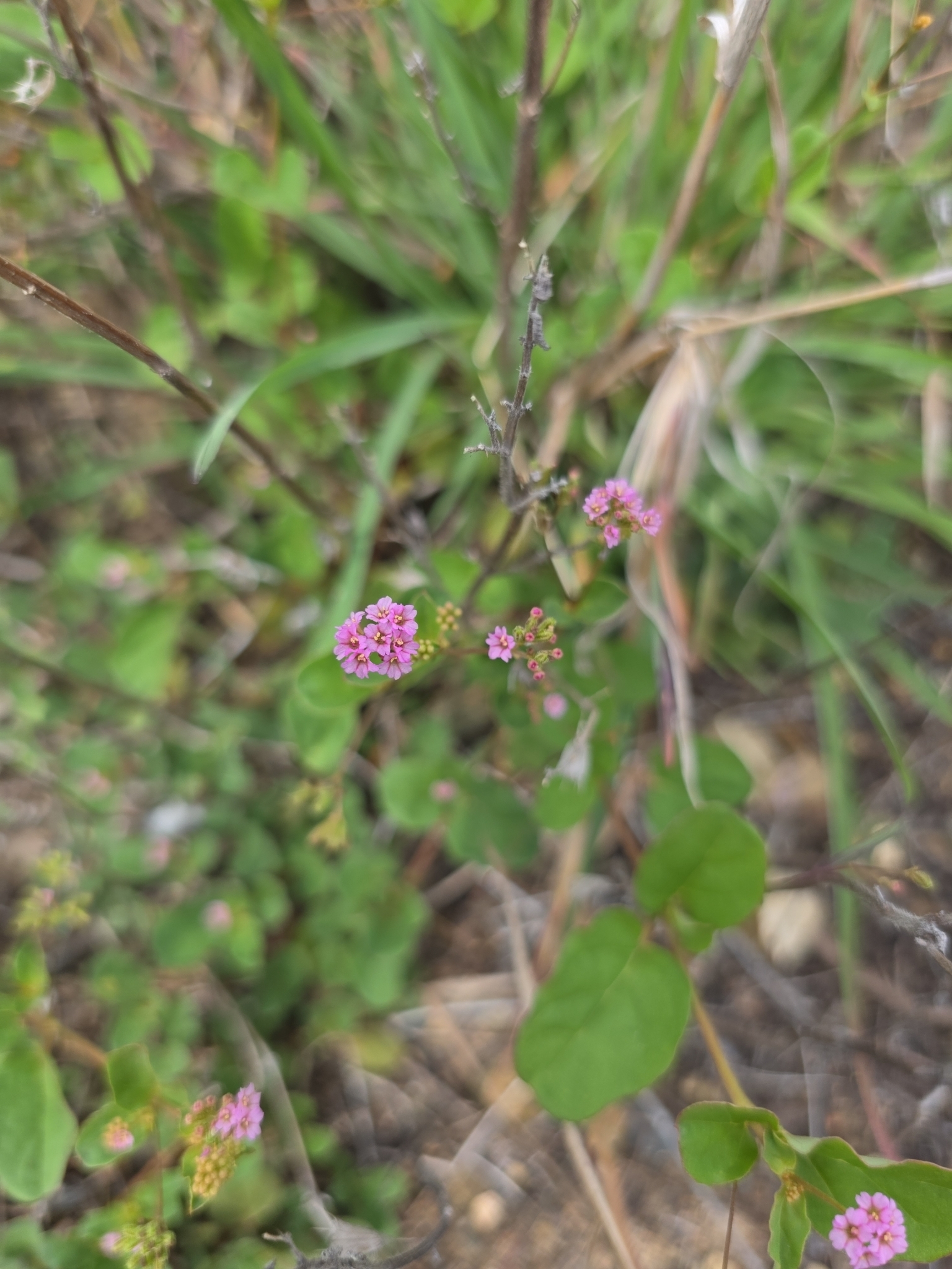 Boerhavia diffusa (Boerhavia diffusa)