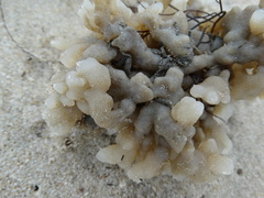 Alcyonidium hauffi
